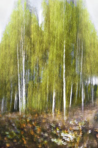Forêt de bouleaux verts - Résumé - Christina Sillen