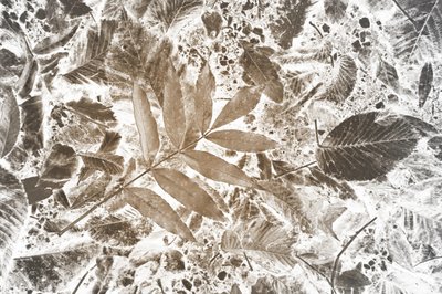 Motif de feuilles inversées - Christina Sillen