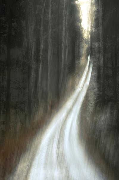 Sentier forestier lumineux - Christina Sillen