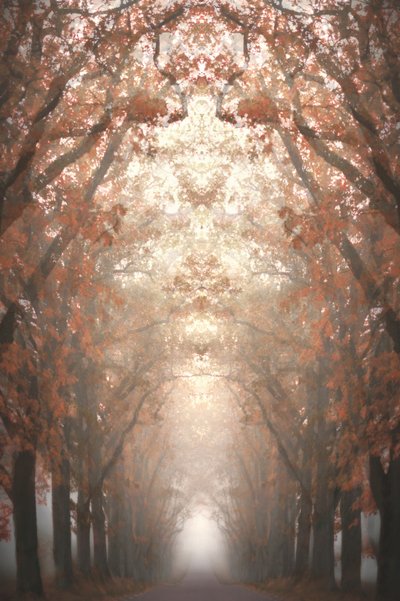 Une avenue automnale brumeuse - Christina Sillen