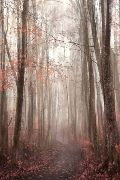 Sentier forestier brumeux en automne - Christina Sillen