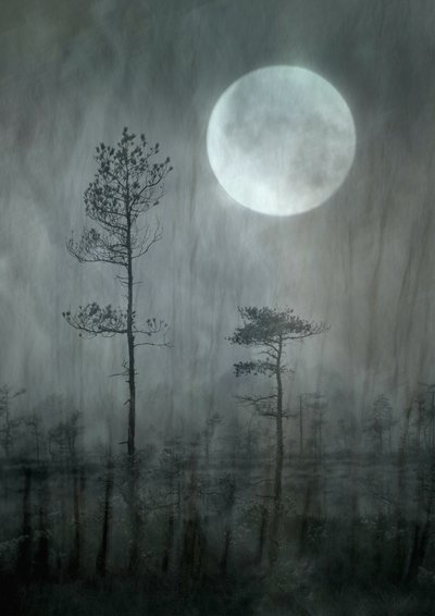 La forêt de Misty Moon - Christina Sillen