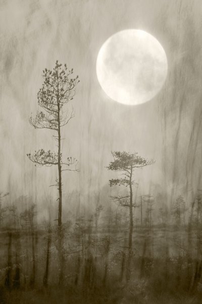 Misty Moon Over Bog - Christina Sillen