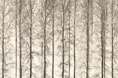  - Christina Sillen