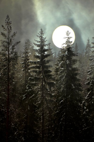 Forêt d