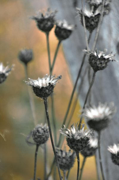 Chardons des jardins - Christina Sillen