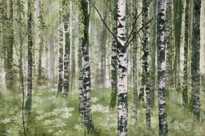 Une forêt de bouleaux paisible - Christina Sillen