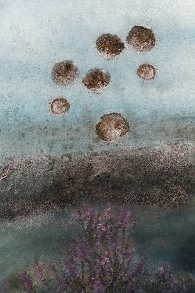 Fleurs violettes et ciel abstrait - Christina Sillen