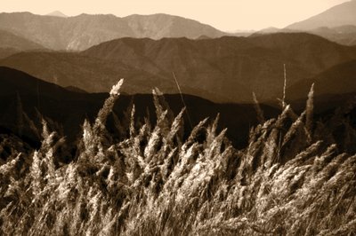 Herbe de la Montagne Sépia - Christina Sillen
