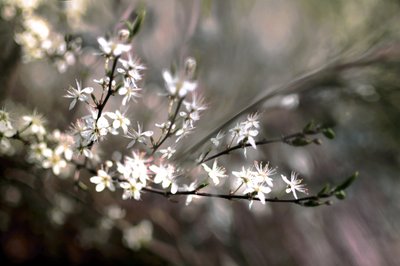 Fleur de prunier - Christina Sillen