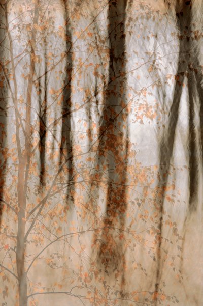Les bois en automne - Christina Sillen