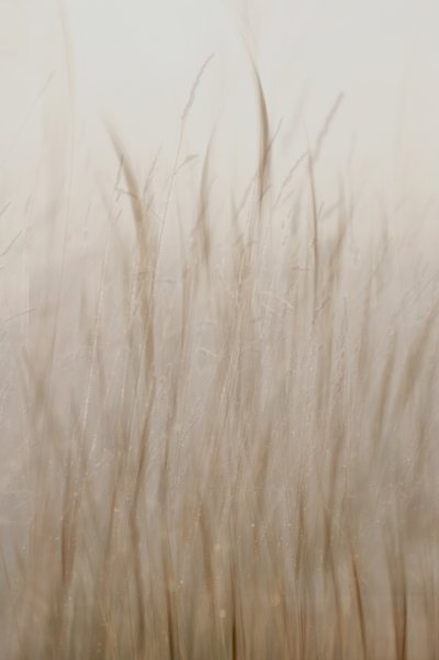 Beige clair herbe - Christina Sillen