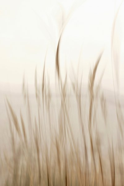Herbe douce et ondulante - Christina Sillen