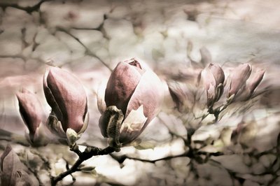 Bourgeons de magnolia doux - Christina Sillen
