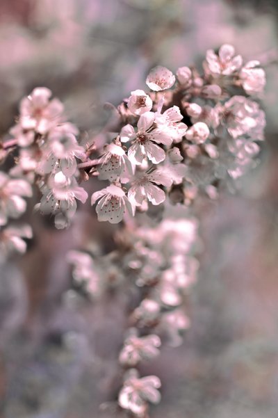 Fleurs rose pâle - Christina Sillen
