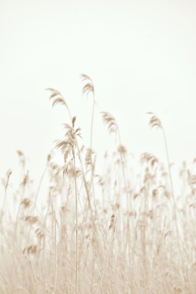 Des roseaux qui se balancent doucement - Christina Sillen