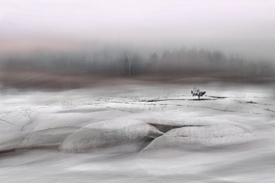 Un arbre solitaire en hiver - Christina Sillen