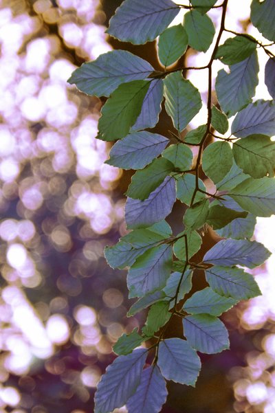 Feuilles vertes baignées de soleil - Christina Sillen
