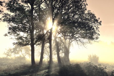 Arbres brumeux baignés de soleil - Christina Sillen