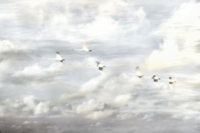 Des cygnes en vol - Christina Sillen