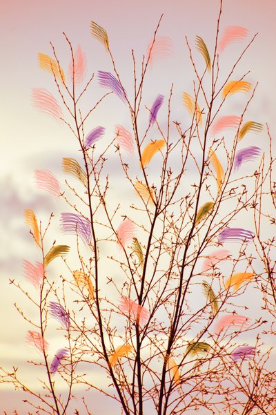 Branches printanières fantaisistes - Christina Sillen