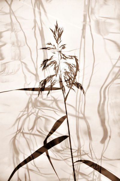  - Christina Sillen