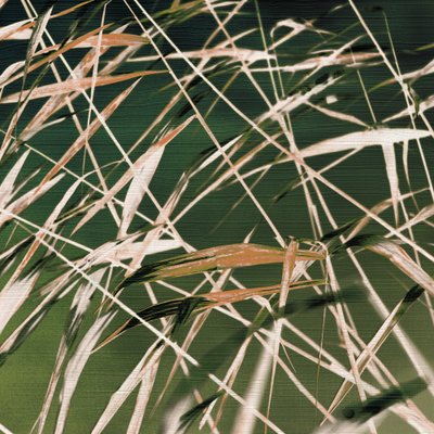 Résumé de « Whispering Reeds » - Christina Sillen