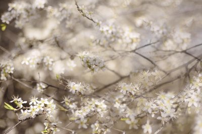 Fleurs blanches du printemps - Christina Sillen