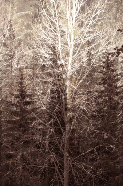 Lumière de la forêt en hiver - Christina Sillen