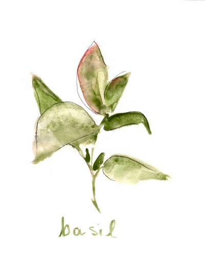 Plant de basilic frais - Christine Lindstrom