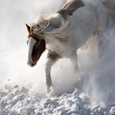 Cheval en pleine action dans la neige - Chuanxu Ren