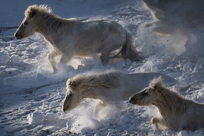 Des chevaux islandais dans la neige - Chuanxu Ren