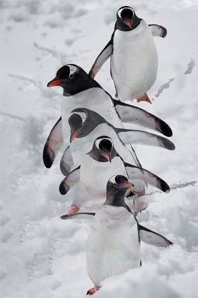 Des pingouins dans la neige - Chuanxu Ren