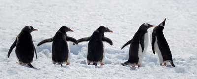 Des manchots en promenade dans la neige - Chuanxu Ren