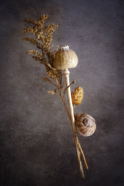 - Cicek Kiral