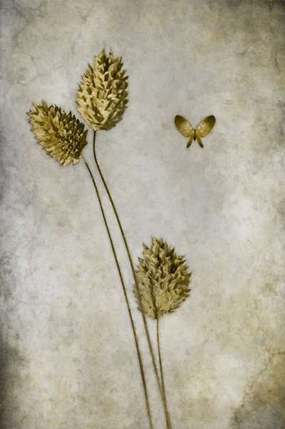  - Cicek Kiral