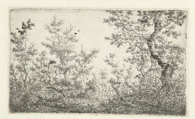 Clairière dans la forêt - Claes van Beresteyn