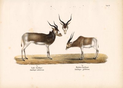 Antilopes Addax et Bontebok - Conrad Kull