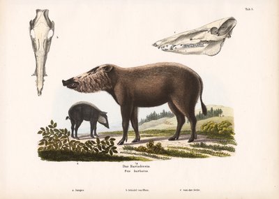 Porc barbu avec jeunes et vues du crâne - Conrad Kull