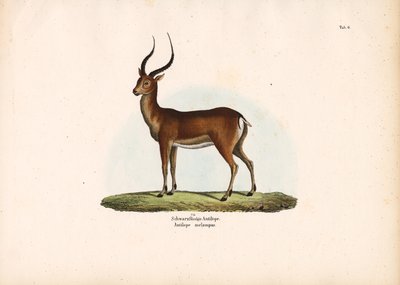 Antilope à pieds noirs - Conrad Kull