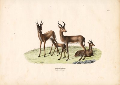 Gazelle commune dans le groupe familial - Conrad Kull