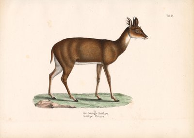 Antilope à quatre cornes - Conrad Kull
