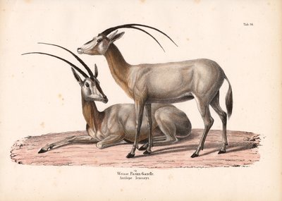 Oryx blanc - Conrad Kull
