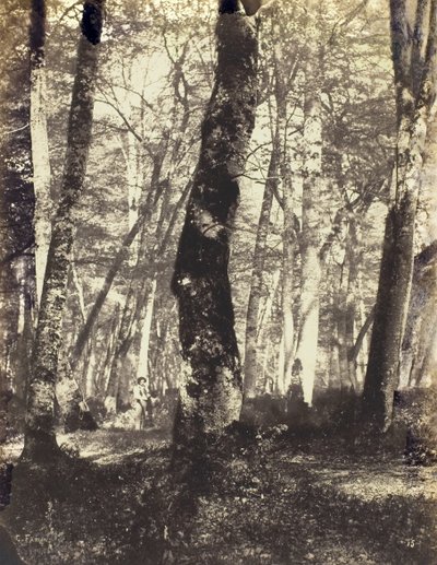 Étude dans la forêt de Barbizon, 1860-69 - Constant Alexandre Famin