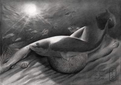 Le requin et la sirène - Corné Akkers