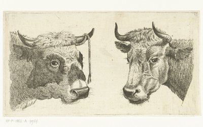 Tête de taureau avec corde à la corne et tête de vache - Cornelis  Bisschop