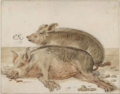 Deux cochons - Cornelis Saftleven
