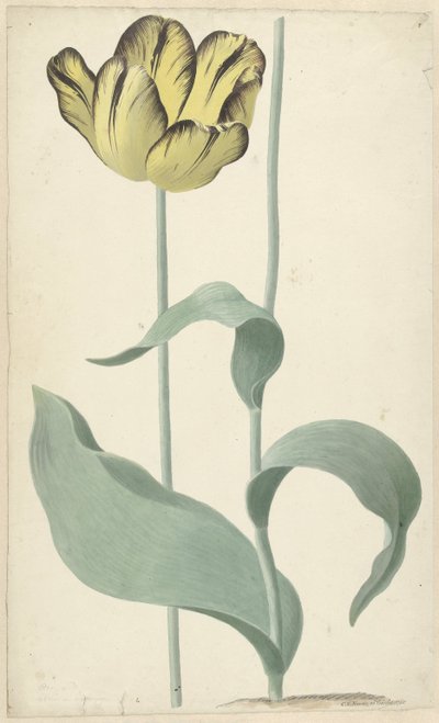La tulipe Bizard Louis d