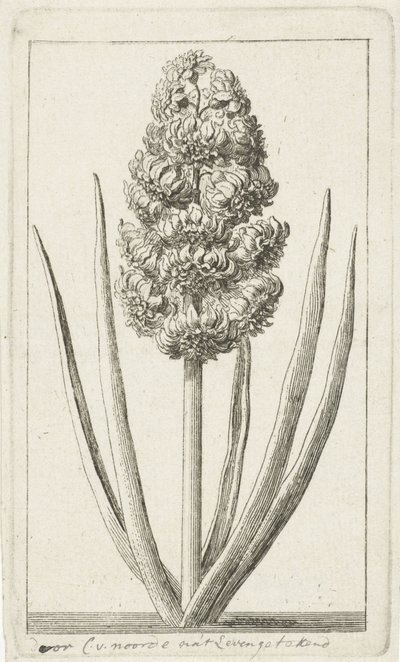 Hyacinthe - Cornelis van Noorde