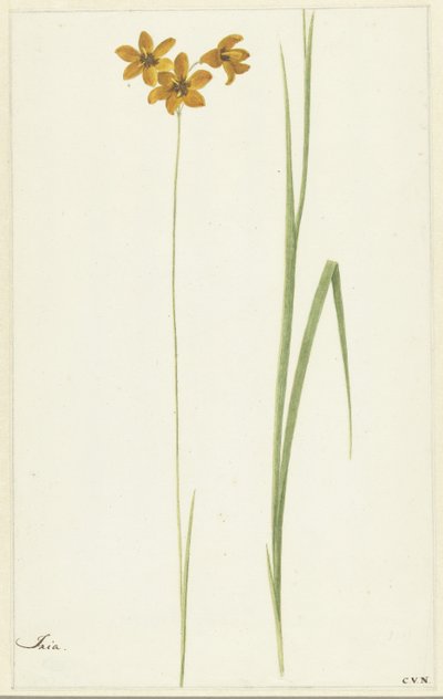 Ixia - Cornelis van Noorde